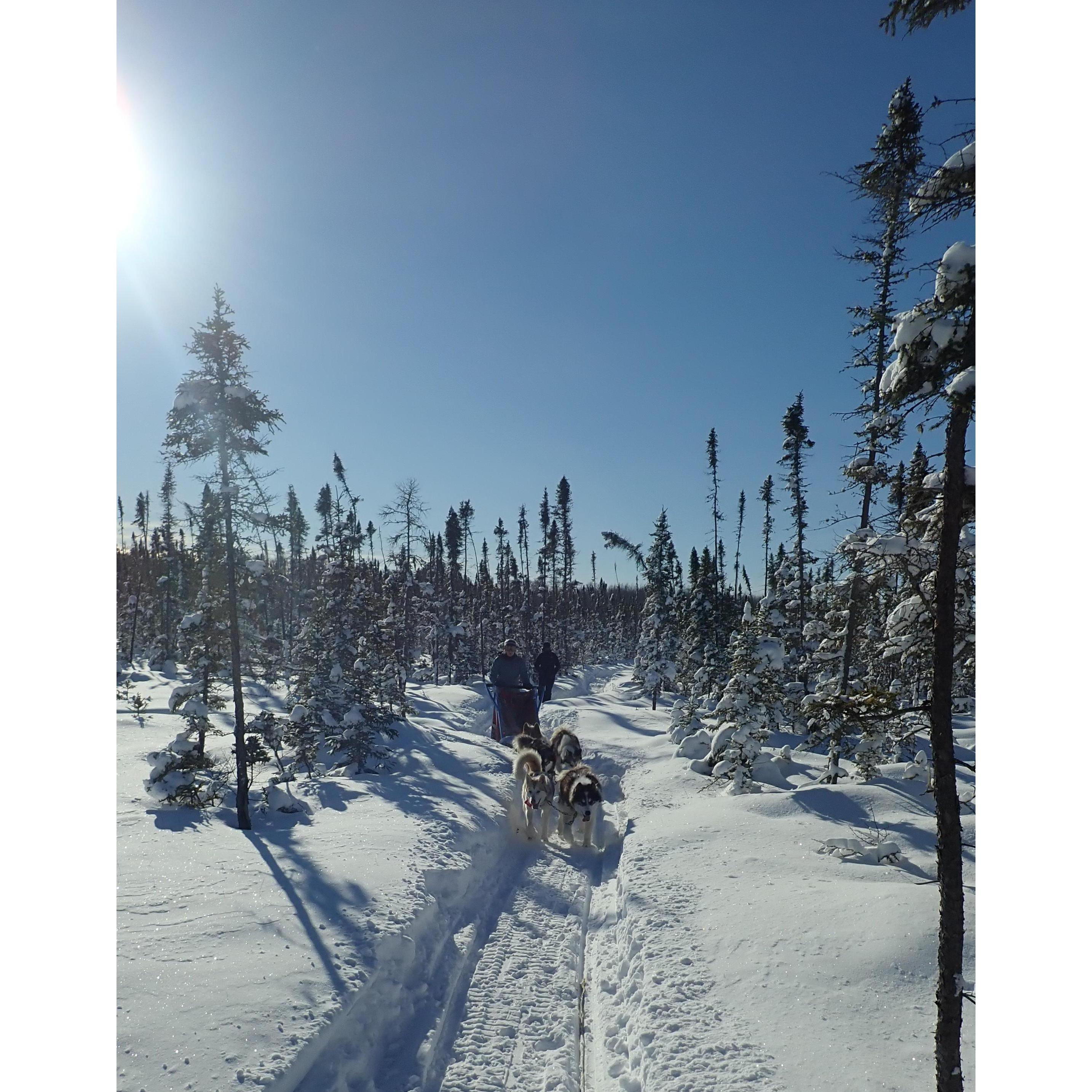 Dog sledding through the woods in Ely, MN
