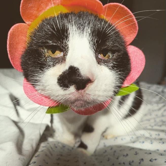 First cat Daniel had to live with thanks to Amber. Meet Magda!