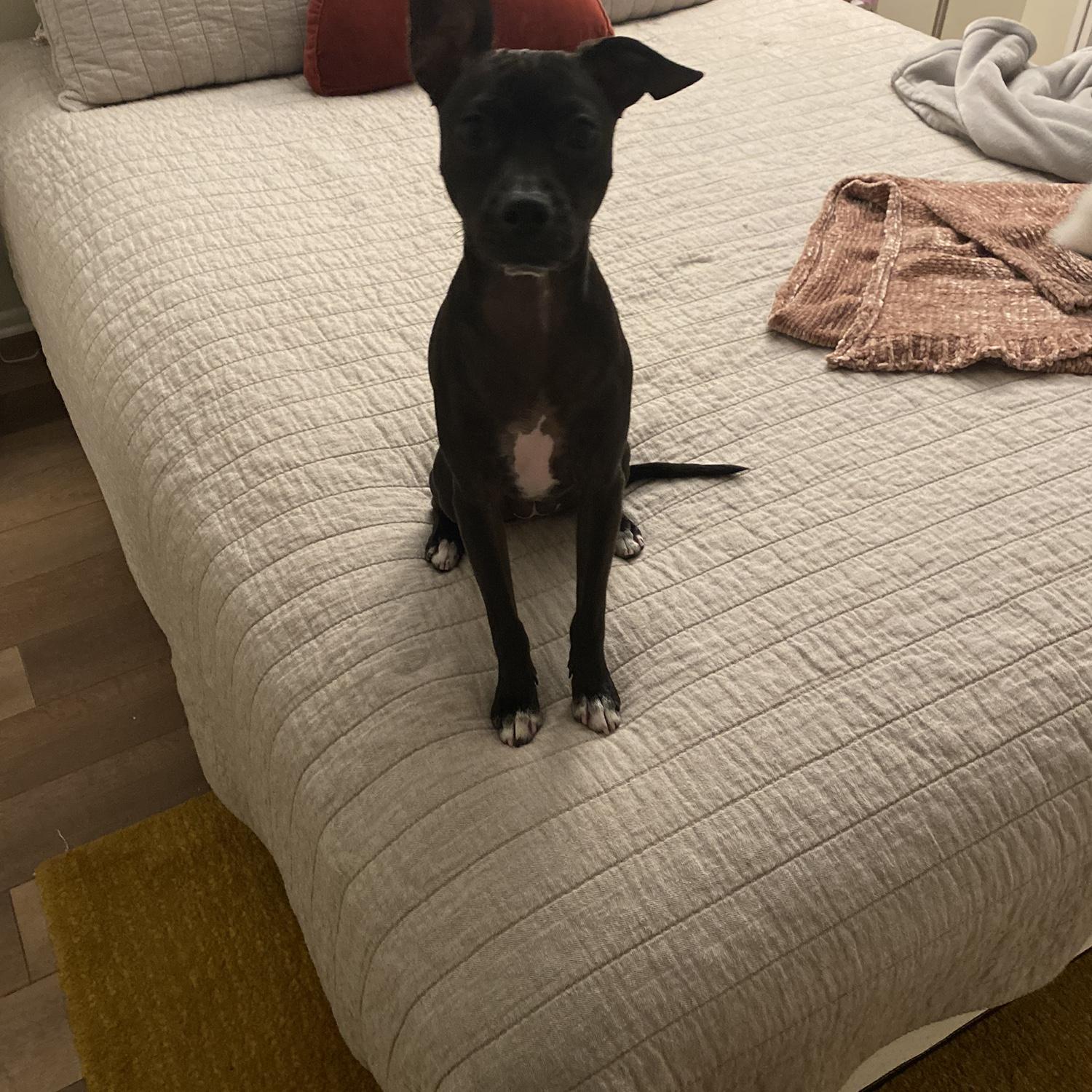 Look at those ears, such a shadow