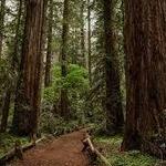 Armstrong Woods