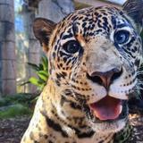 Audubon Zoo