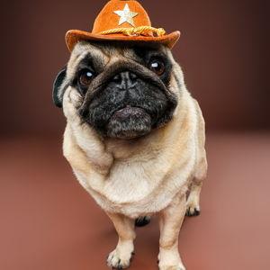 Second Pug Fund