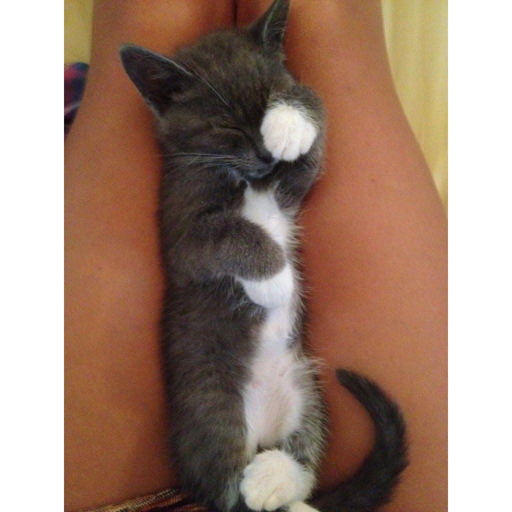 September 2014 — When we got our baby Nox-o boy :)