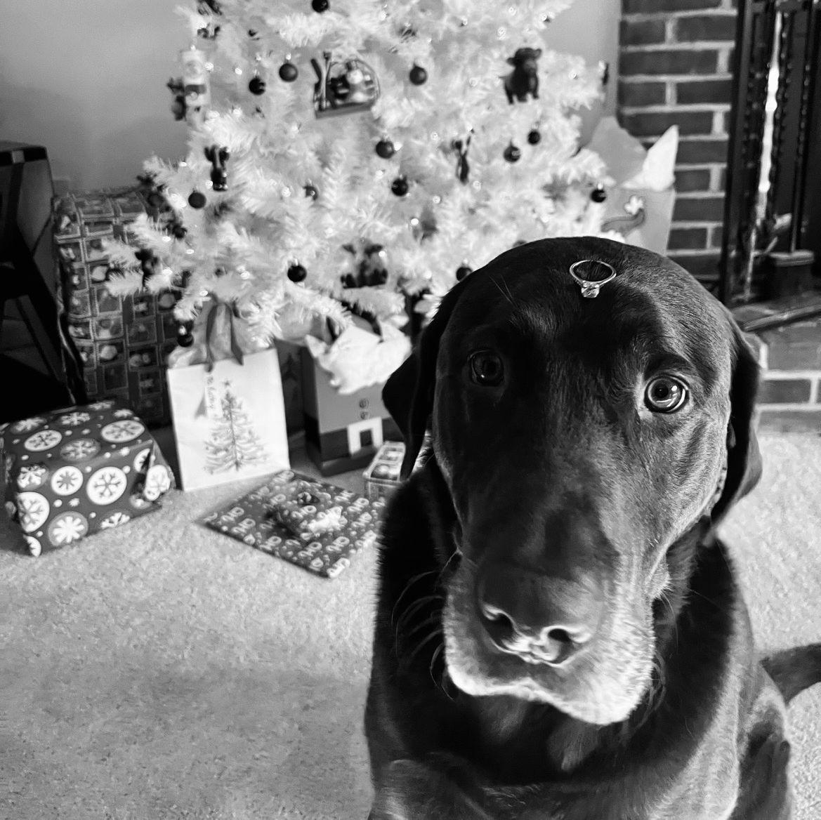 Moose