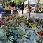 Saturday Farmers' Market on the Square