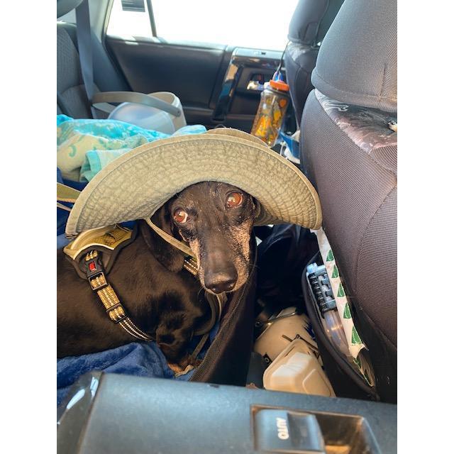 Maxx on his first beach adventure!