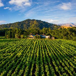Recommend Something in Napa