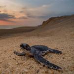 Turtle Hatching