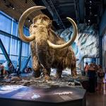 Bell Museum