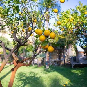 Cooking class in Cefalu