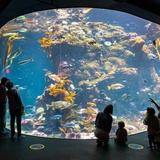 California Academy of Sciences
