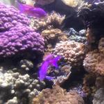 Shedd Aquarium