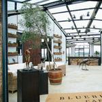 Blueberry Cafe