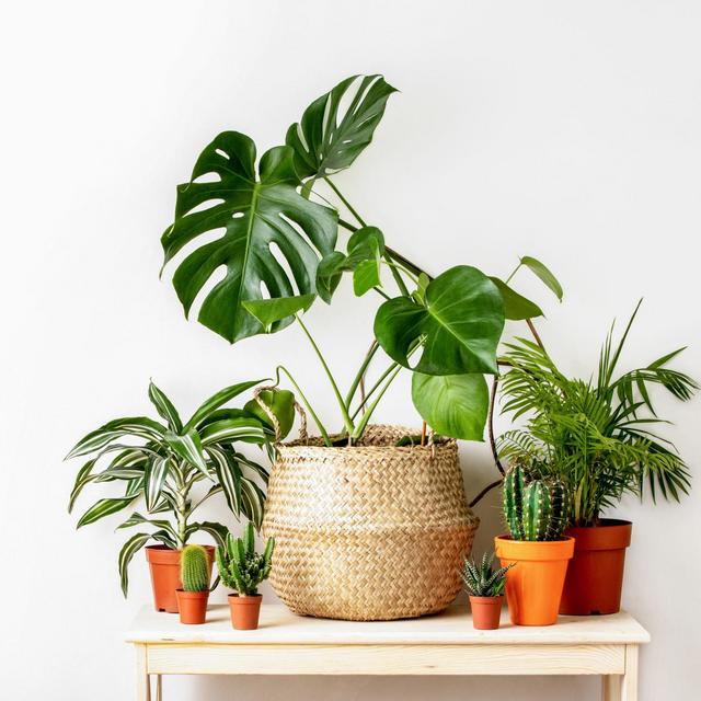 Houseplant Fund