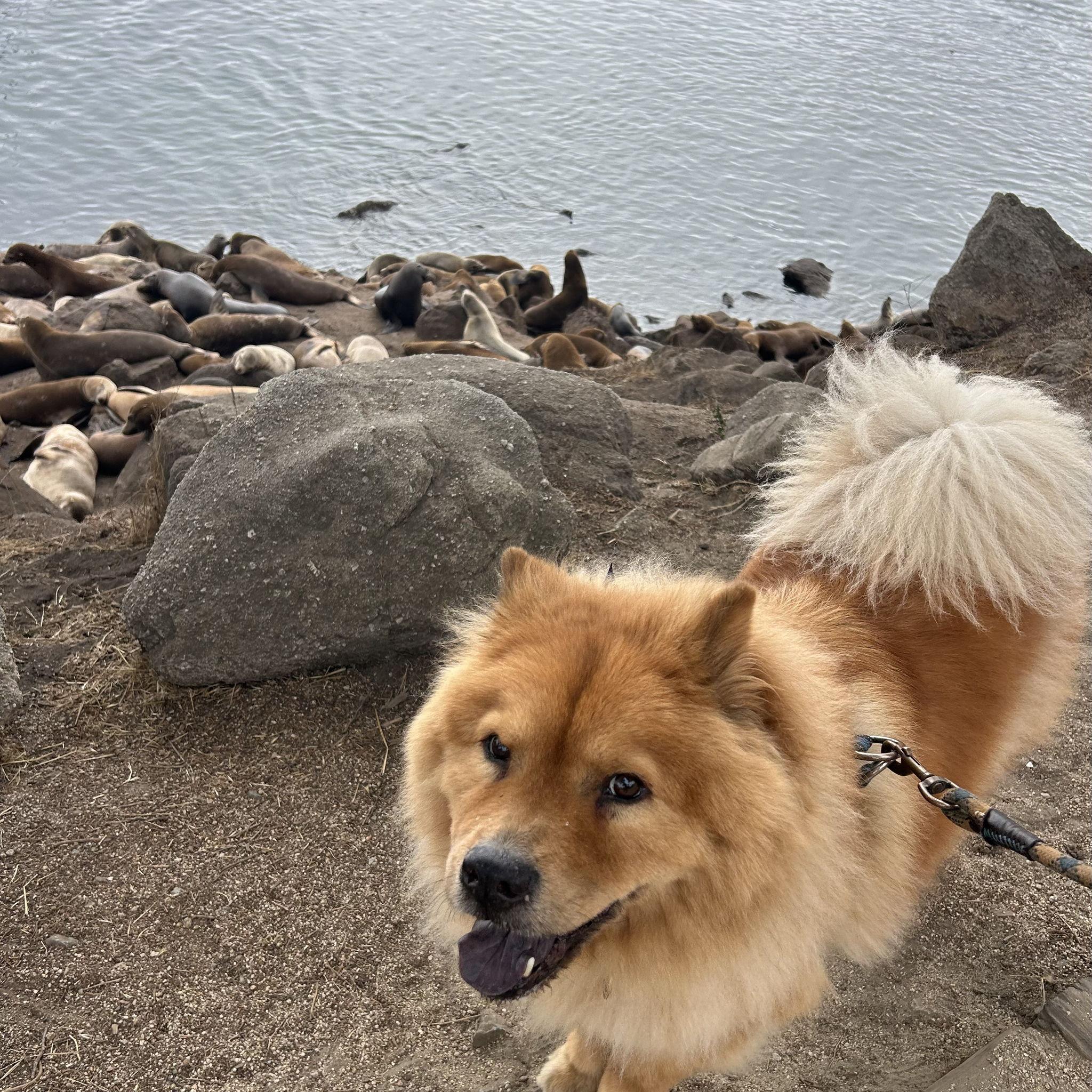 Gumbo with the Monterey Sea Lions