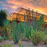 Desert Botanical Garden