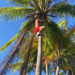 Climb Coconut Trees - Braden