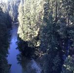 Capilano Suspension Bridge