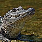 Gulf Coast Gator Ranch & Tours
