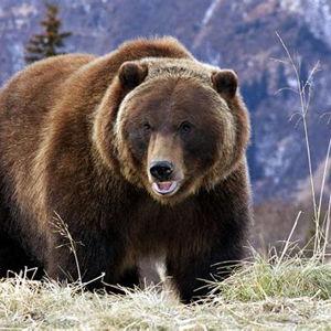 Grizzly Adventure Safari