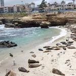 Walk the Coast and See the Seals at La Jolla Cove