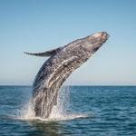 Cap'n Fish's Cruises