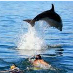 Dolphin swimming experience