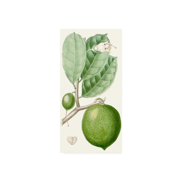 Turpin Turpin Fruit III Canvas Art - 20" x 25"