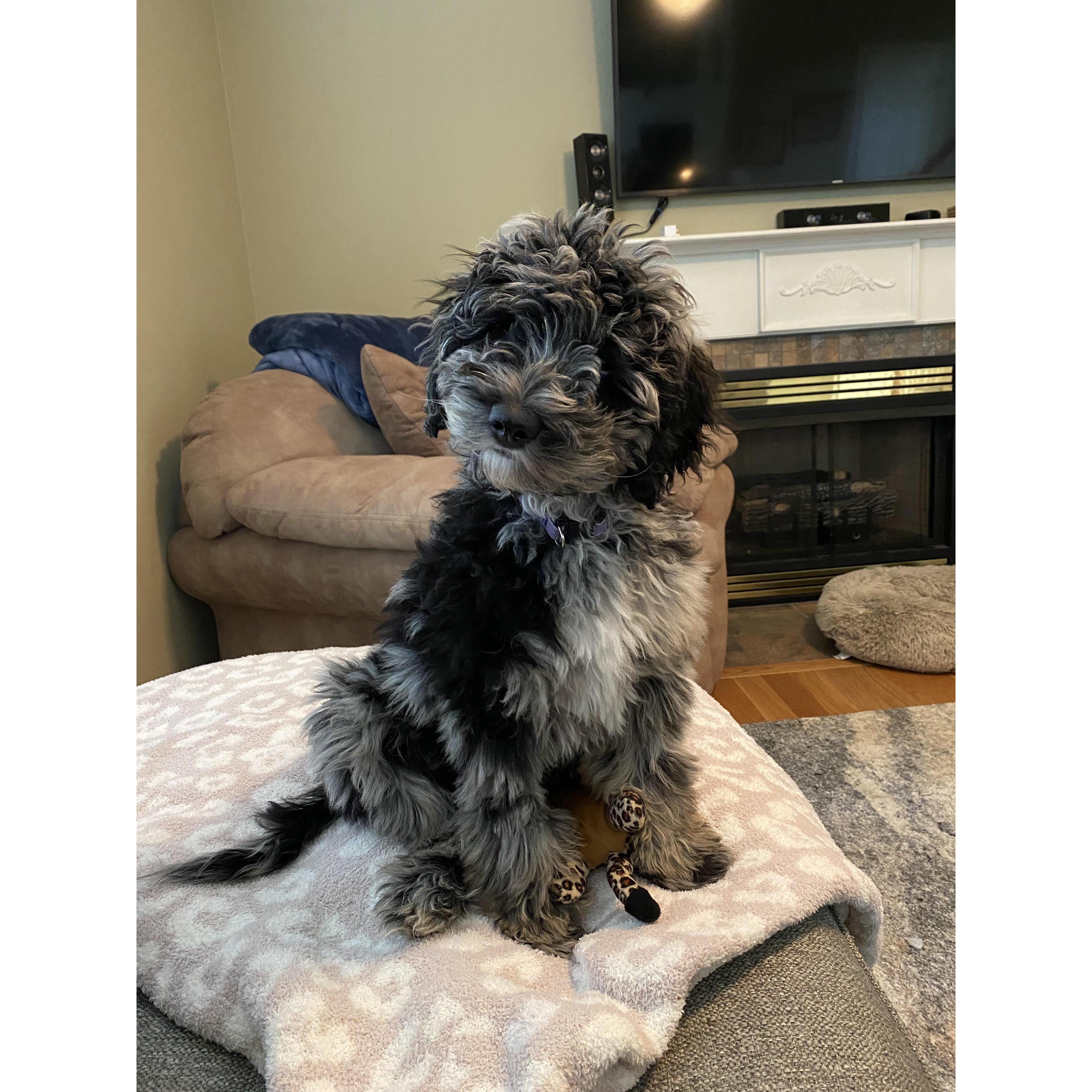 Just a pic of Charlie because she is so cute and deserves her own photo! :)