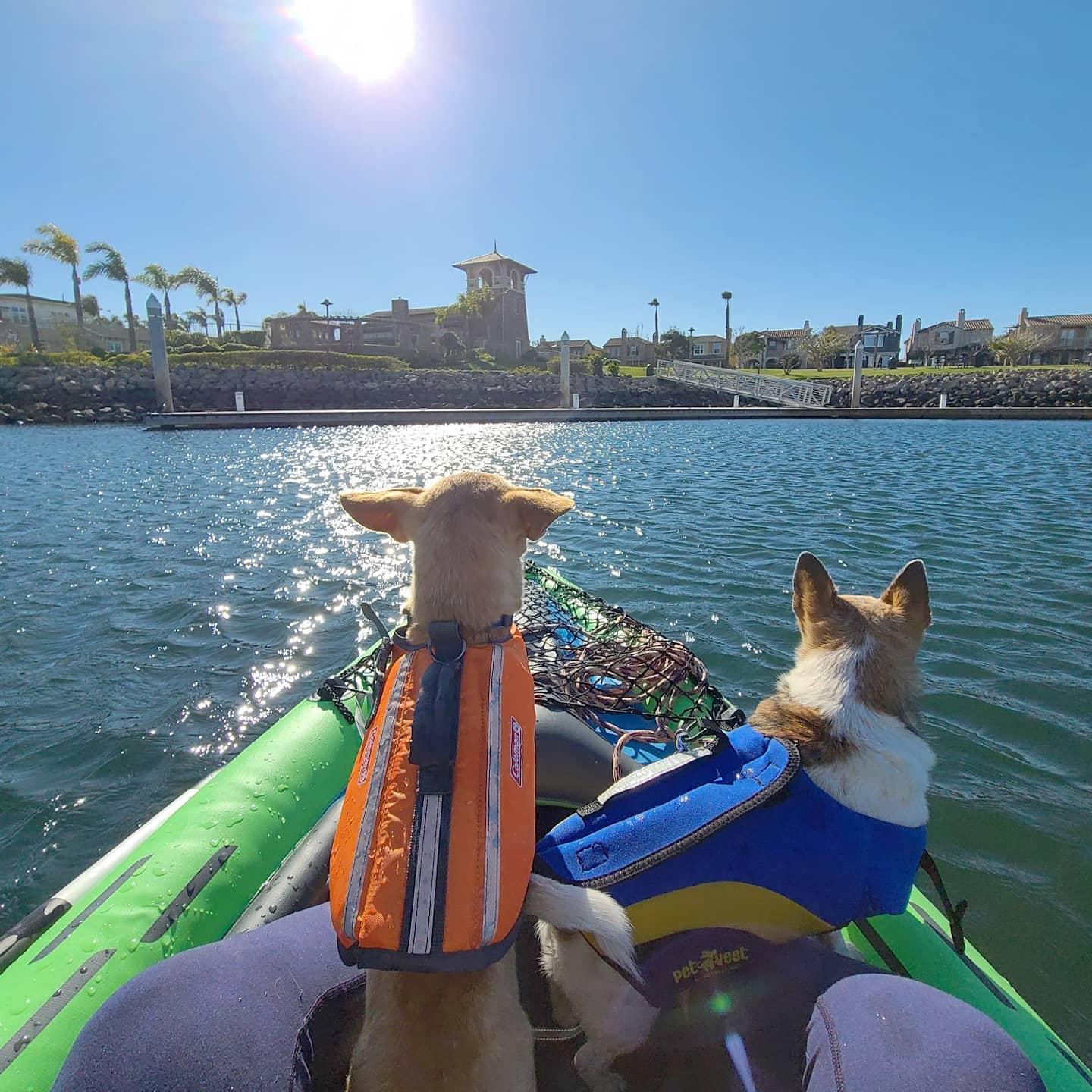 Just two chihuahuas exploring Port Hueneme.