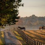 Kentucky Horse Farms
