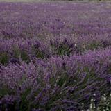 Valensole
