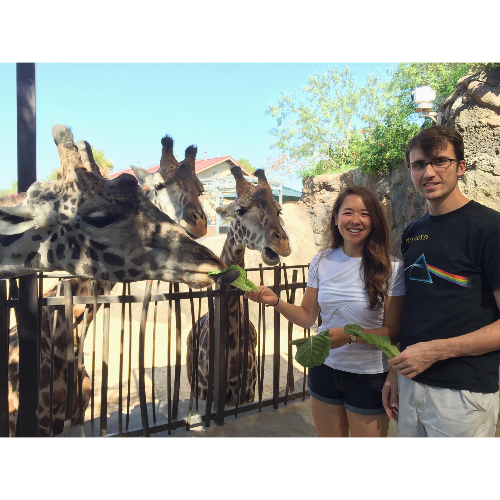 One of our favorite activities in Houston besides eating - feeding giraffes at the Houston Zoo, Oct 2014