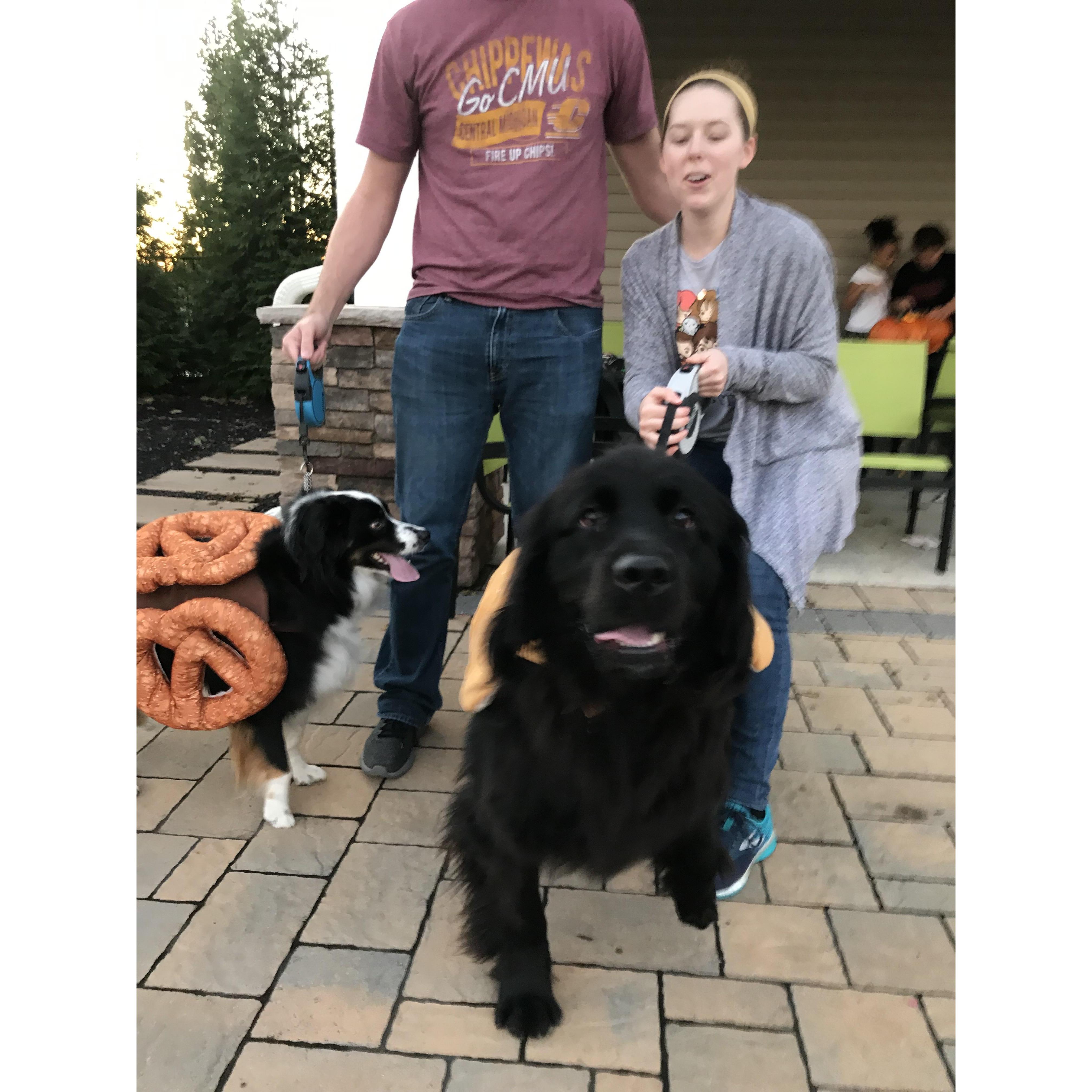 When your 117 pound dog is photogenic in the worst way possible.