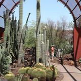 Desert Botanical Garden