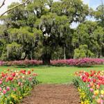 Airlie Gardens
