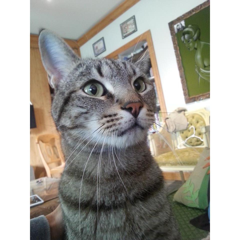 haha Surprise!  It's Ben Kitty!