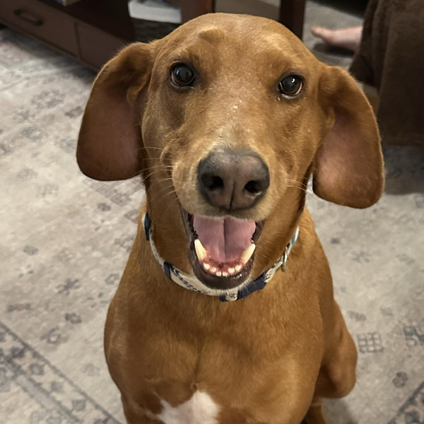 Skip’s Staycation for Our Honeymoon