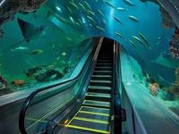 OdySea Aquarium