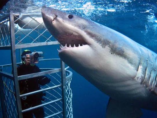 Shark Dive in Cape Town