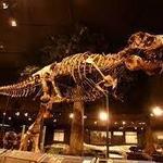 Museum of the Rockies