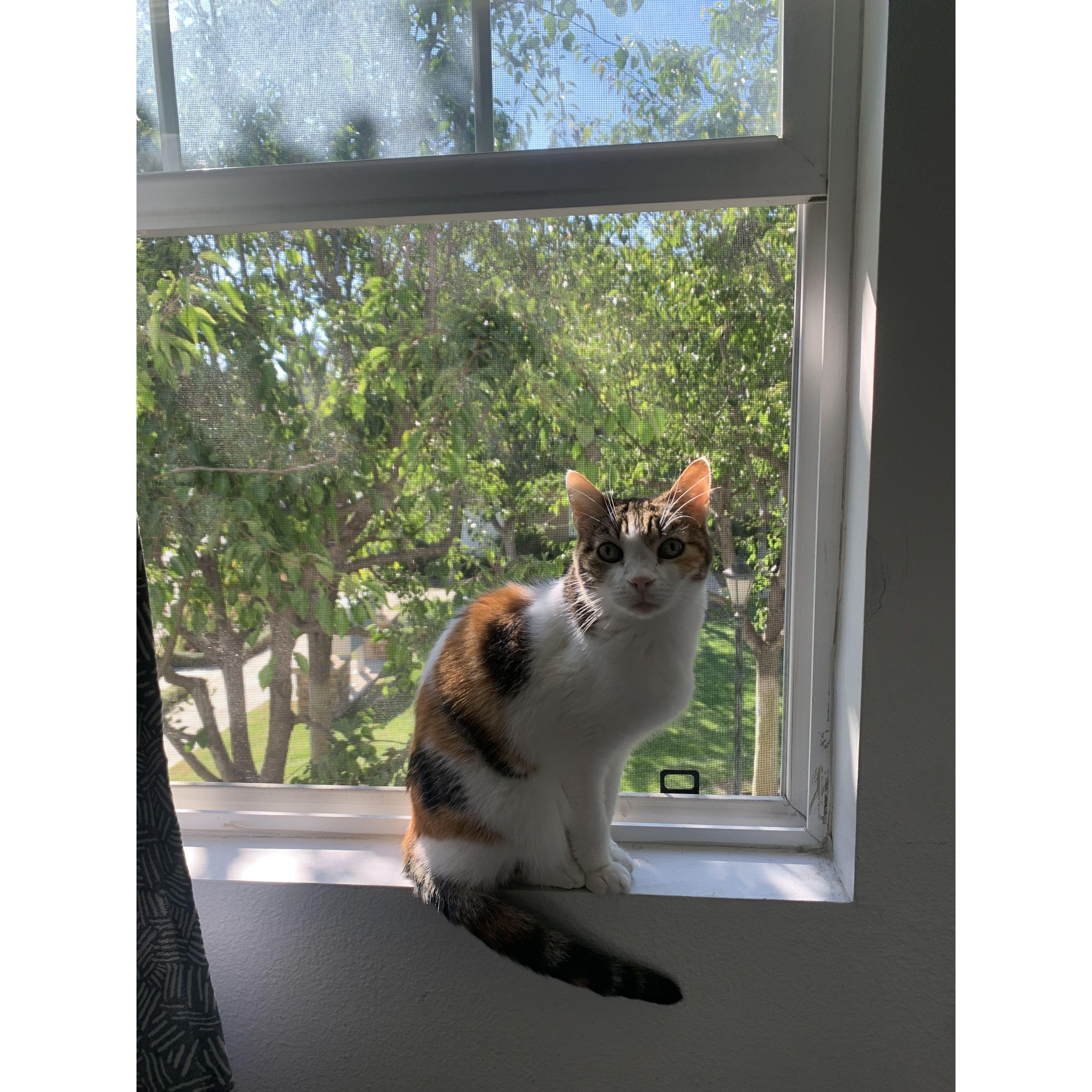 Zoey, our little tiny girl