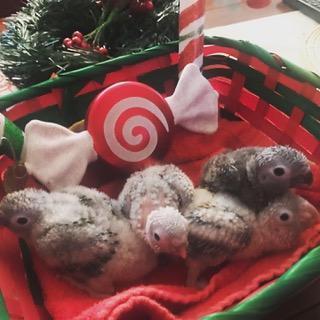 Our precious hatchlings at 3 weeks old. Clyde, Dale, Meep, and Hollywood.