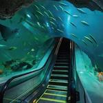 OdySea Aquarium