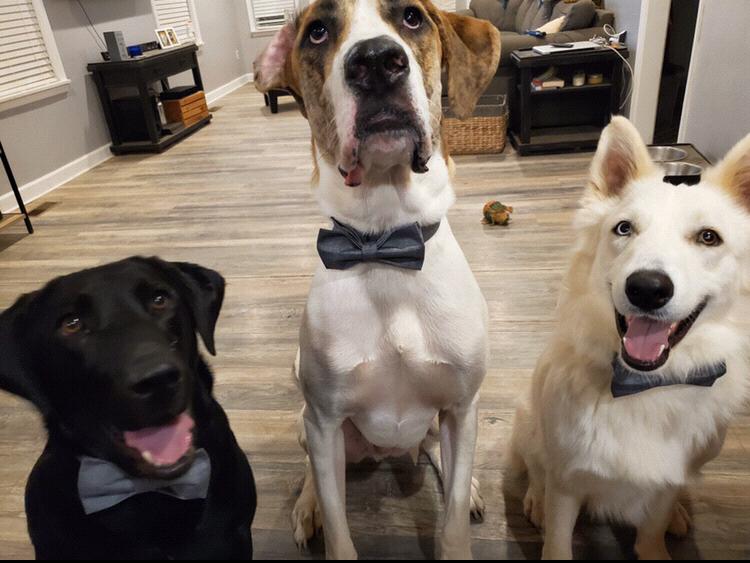 Can't forget about our handsome trio! They have their bow ties ready for the wedding!