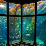 Monterey Bay Aquarium