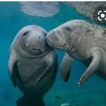 Manatee Lagoon