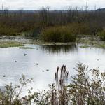 Sweetwater Wetlands Park