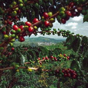 Kona Coffee Farm Tour