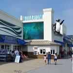 Jenkinson's Aquarium